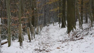 Photo of EN IMAGES – Les monts de Flandre sous la neige (03/12/2023)